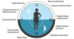 860_kt_circadian_illo.jpg