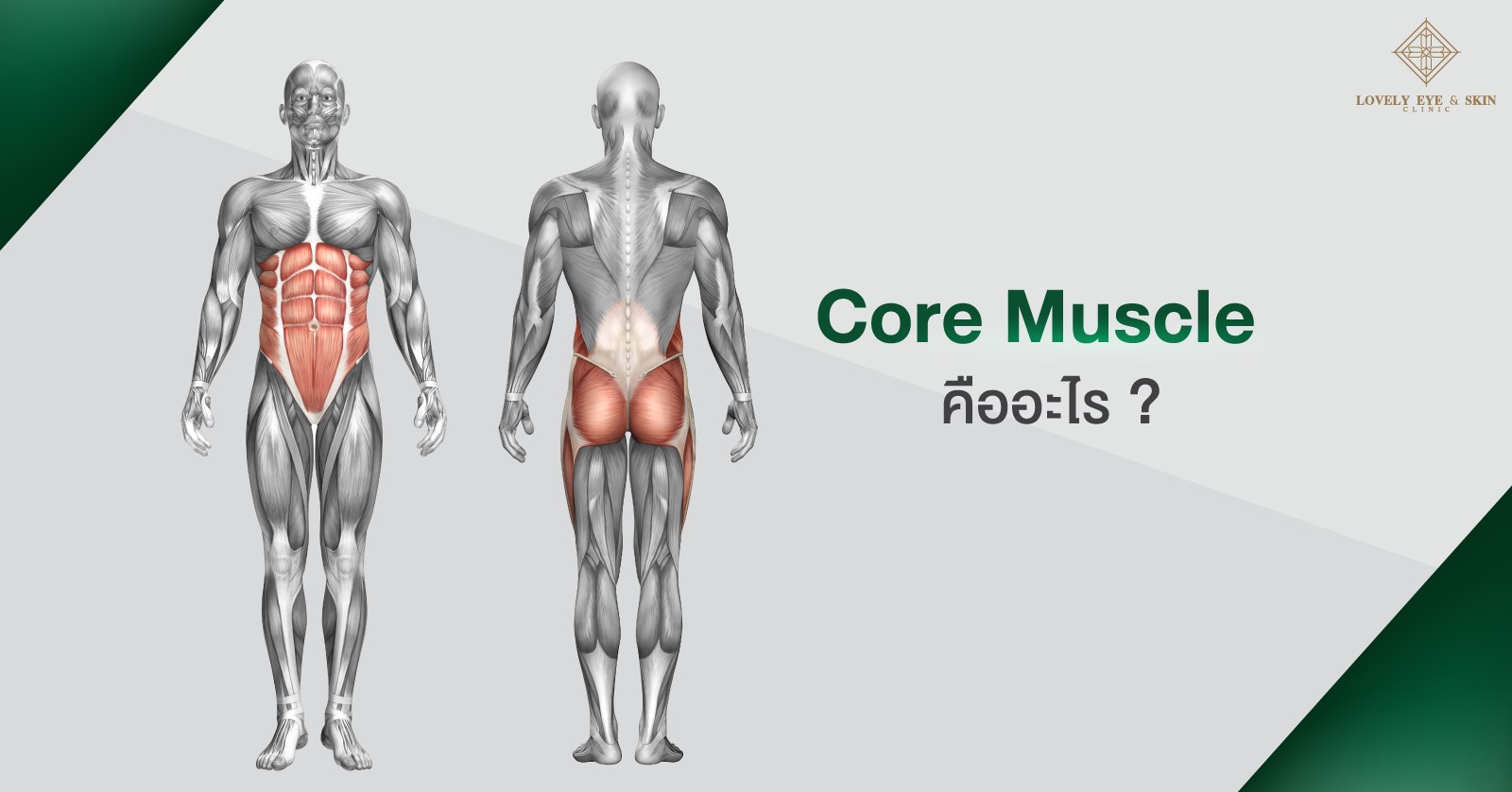 Core Muscle คือ กล้ามเนื้อแกนกลางลำตัว