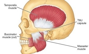 masseter-muscle_2.jpg
